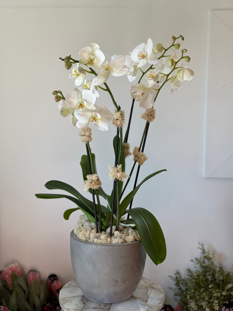 Orchid