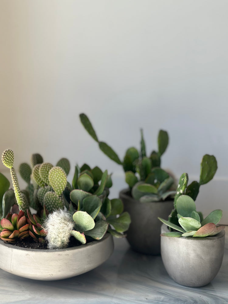 Succulent/Cacti Garden