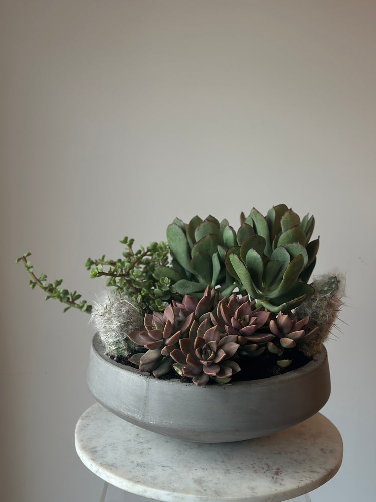 Succulent/Cacti Garden