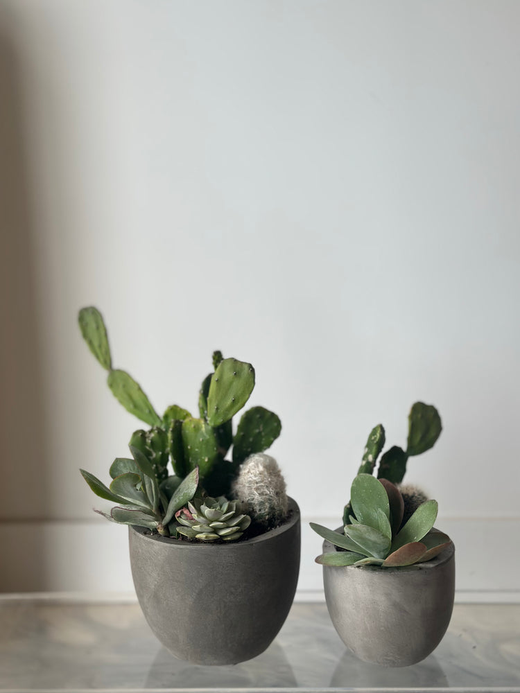 Succulent/Cacti Garden