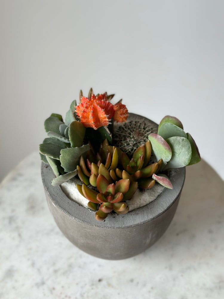 Succulent/Cacti Garden