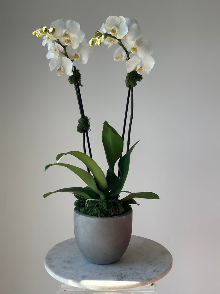 Orchid