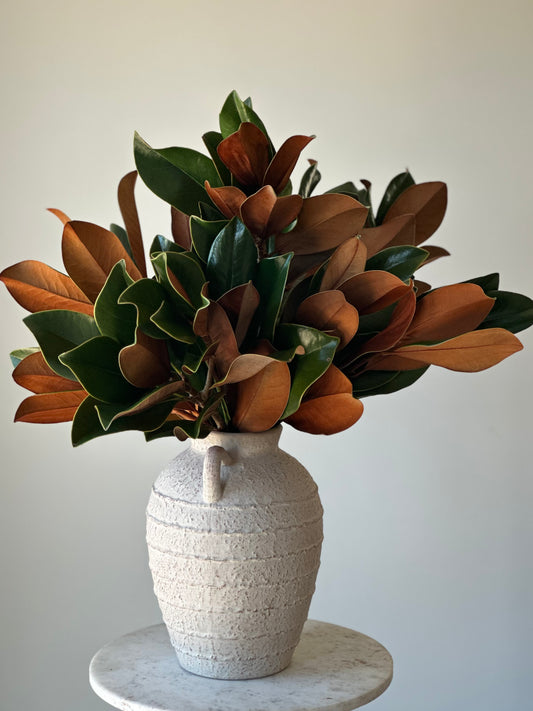 Magnolia