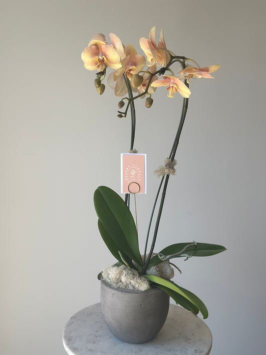 Orchid