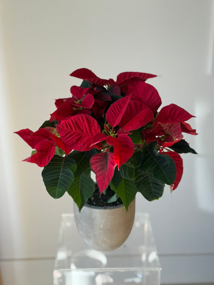 Poinsettia