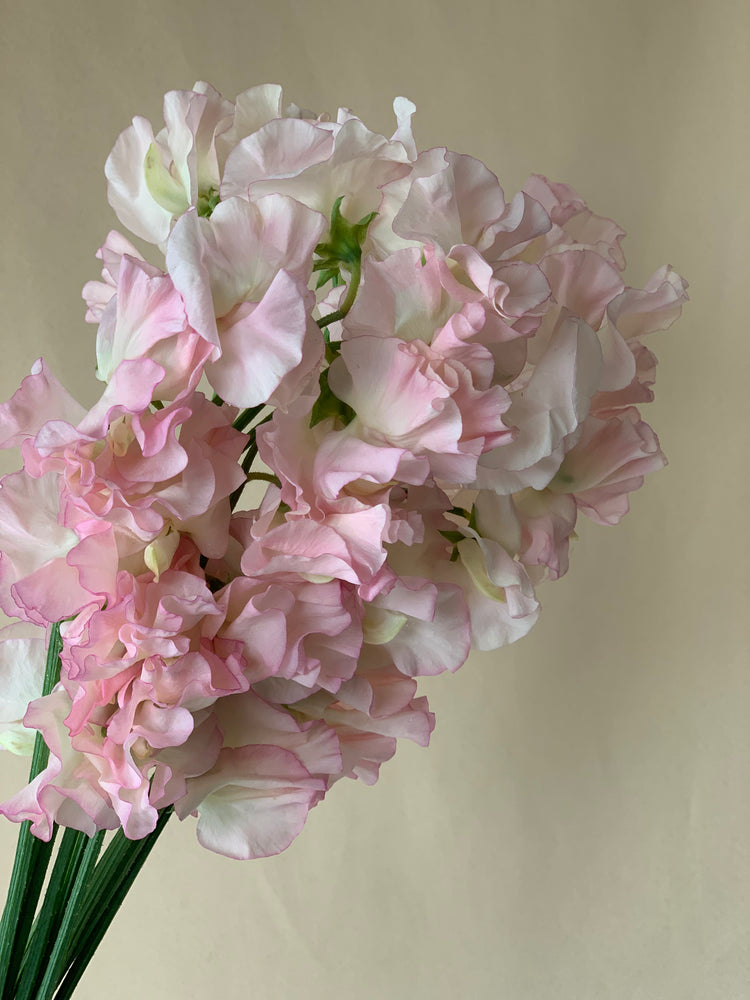 Sweet Pea Wrap