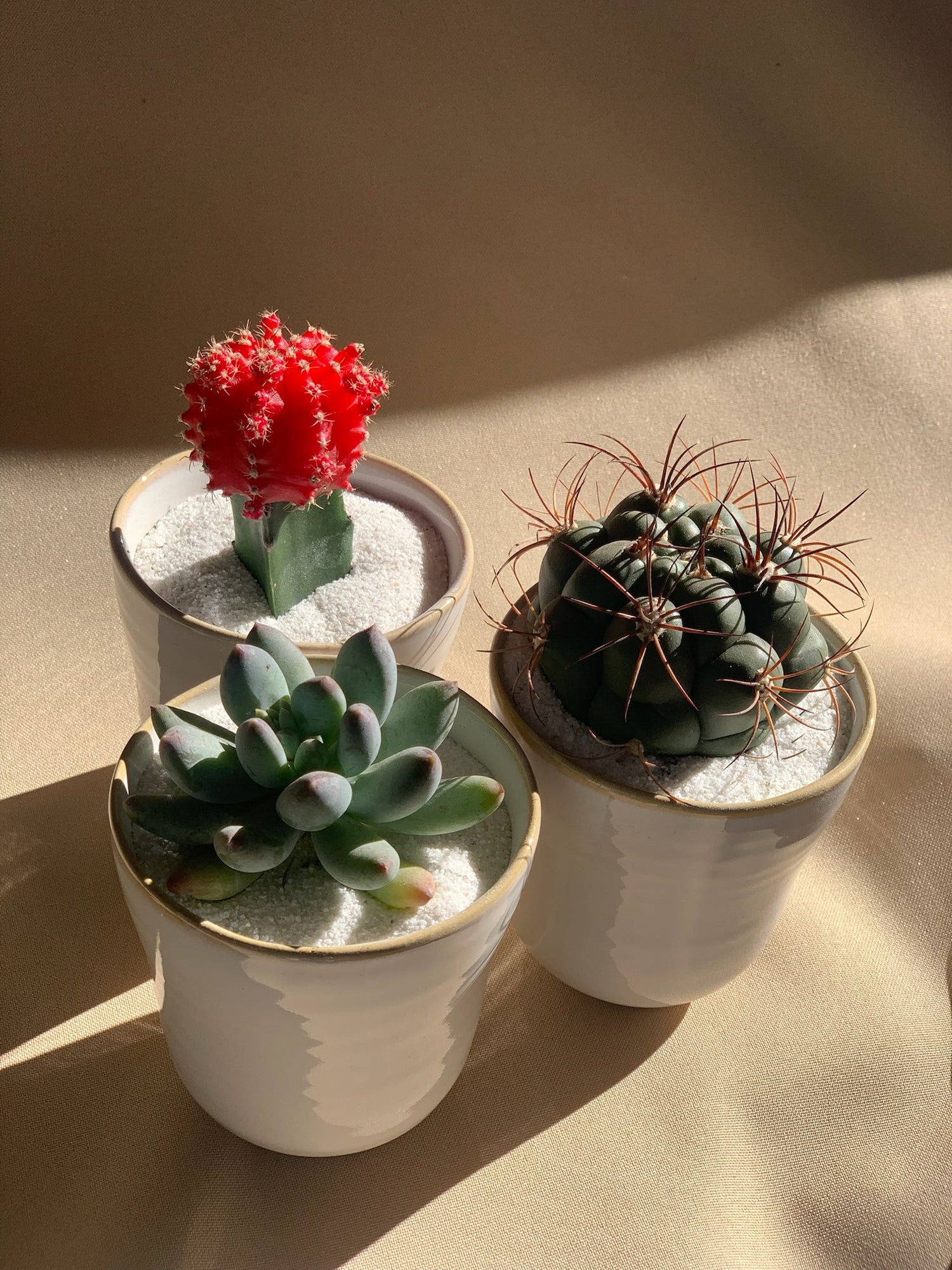 cactus plant succulent Mini Succulent/Cacti – desertfloralsbymaria