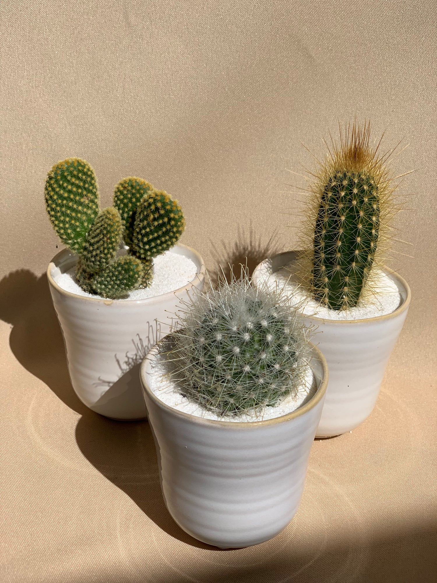 succulent & cactus Mini Succulent/Cacti – desertfloralsbymaria