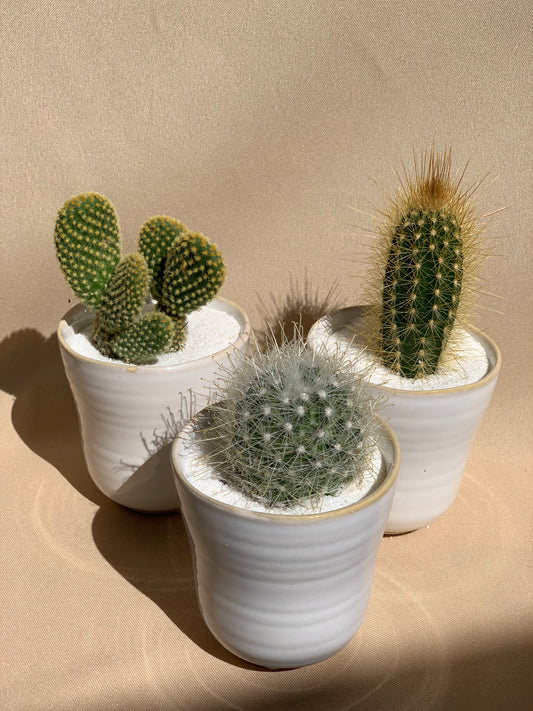 Mini Succulent/Cacti
