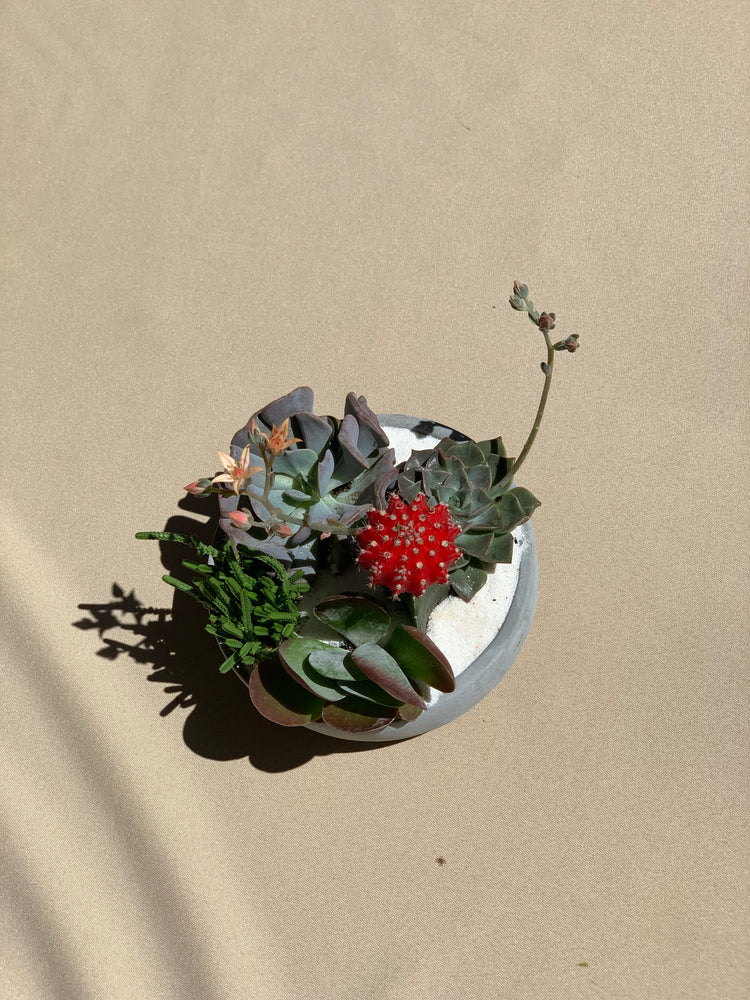 Succulent/Cacti Mini Garden